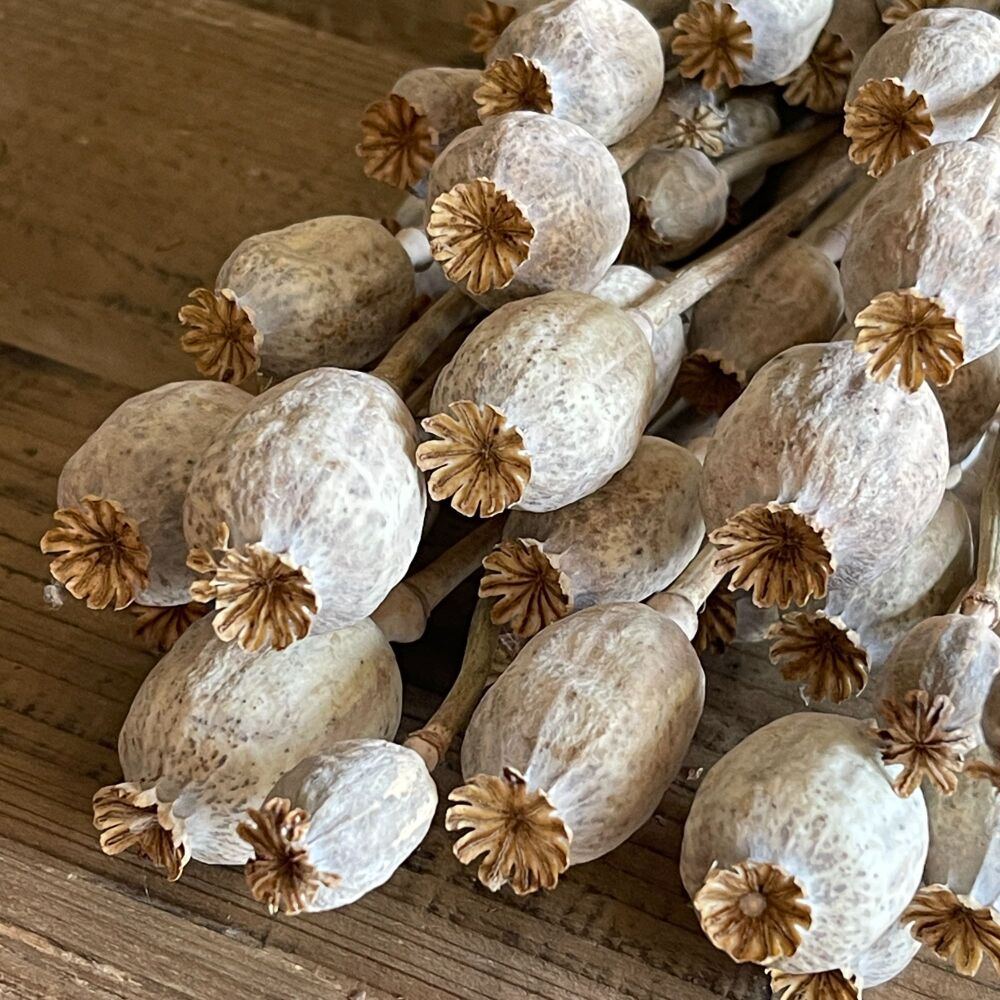 Dried Poppy Bunch - seed heads & stems 60 cm