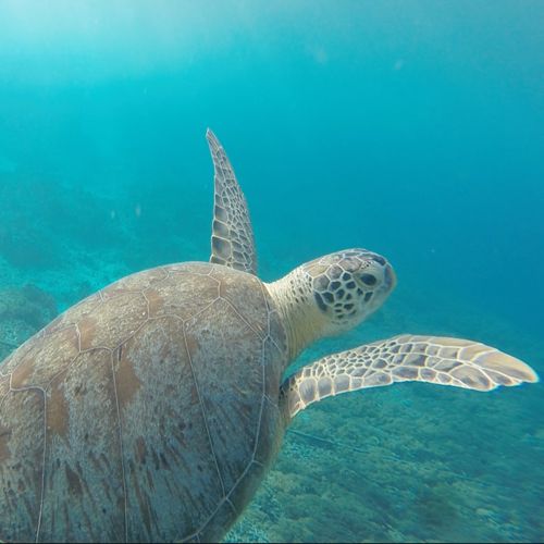 A turtle swimming in clear blue water with sun rays coming through the water at the top left of the picture