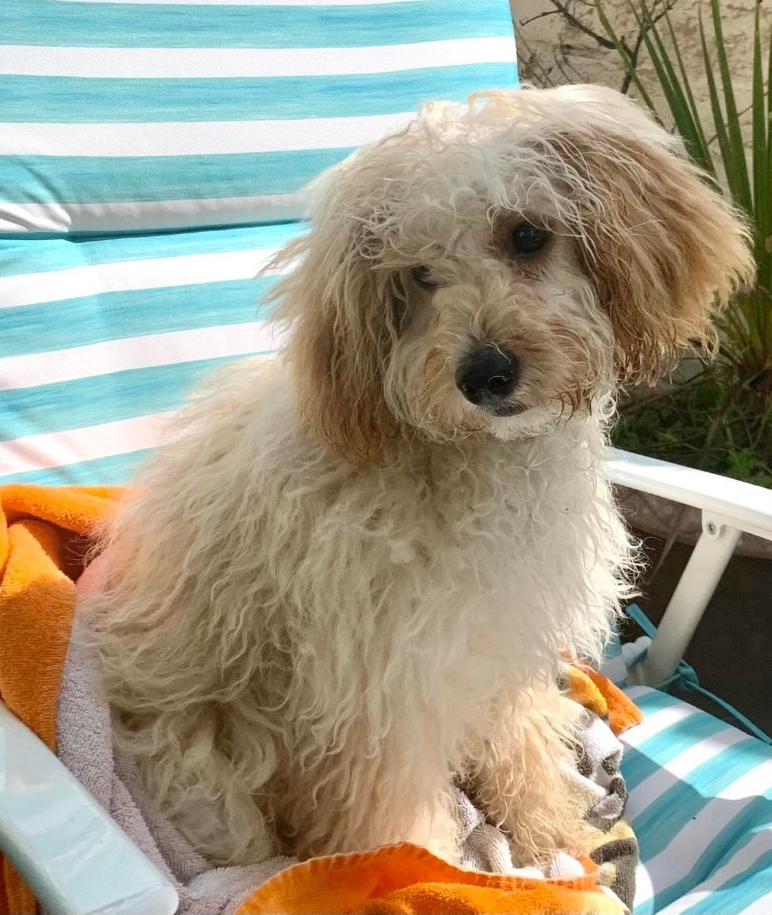 Freddie the cockapoo as a very fluffy puppy sitting on a sun chair outside and looking straight at the camera with his head on one side