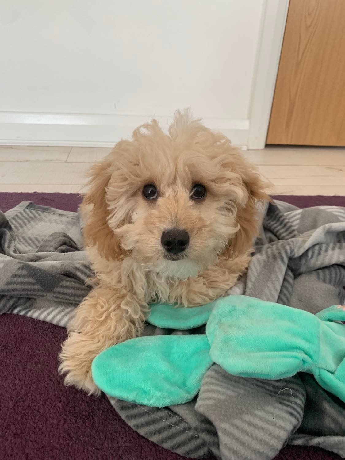 Freddie a cockerpoo is wearing a dog bandana with a multi-coloured cupcake pattern, handmade by Pawdrobe HQ the words, Come and have a mooch for goodies for your pooch