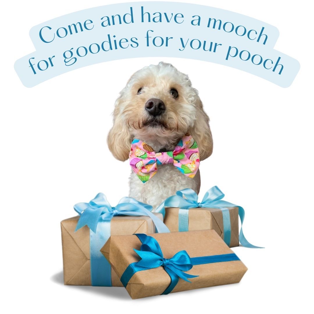 Freddie a cockerpoo is wearing a dog bandana with a multi-coloured cupcake pattern.  He is sitting behind three parcels wrapped in brown paper and tied with turquoise bows.  Above him are the words, Come and have a mooch for goodies for your pooch