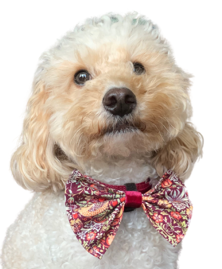 Bow Ties Browse Buy