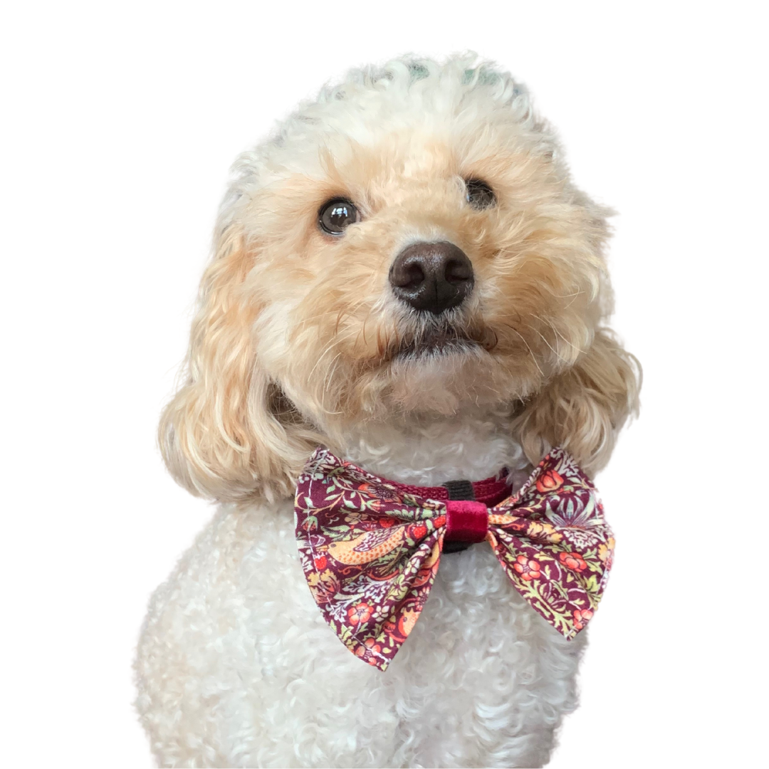 Headshot of Freddie the cockapoo wearing a bow tie in the William Morris design, Strawberry Thief.  He is looking directly at the camera.