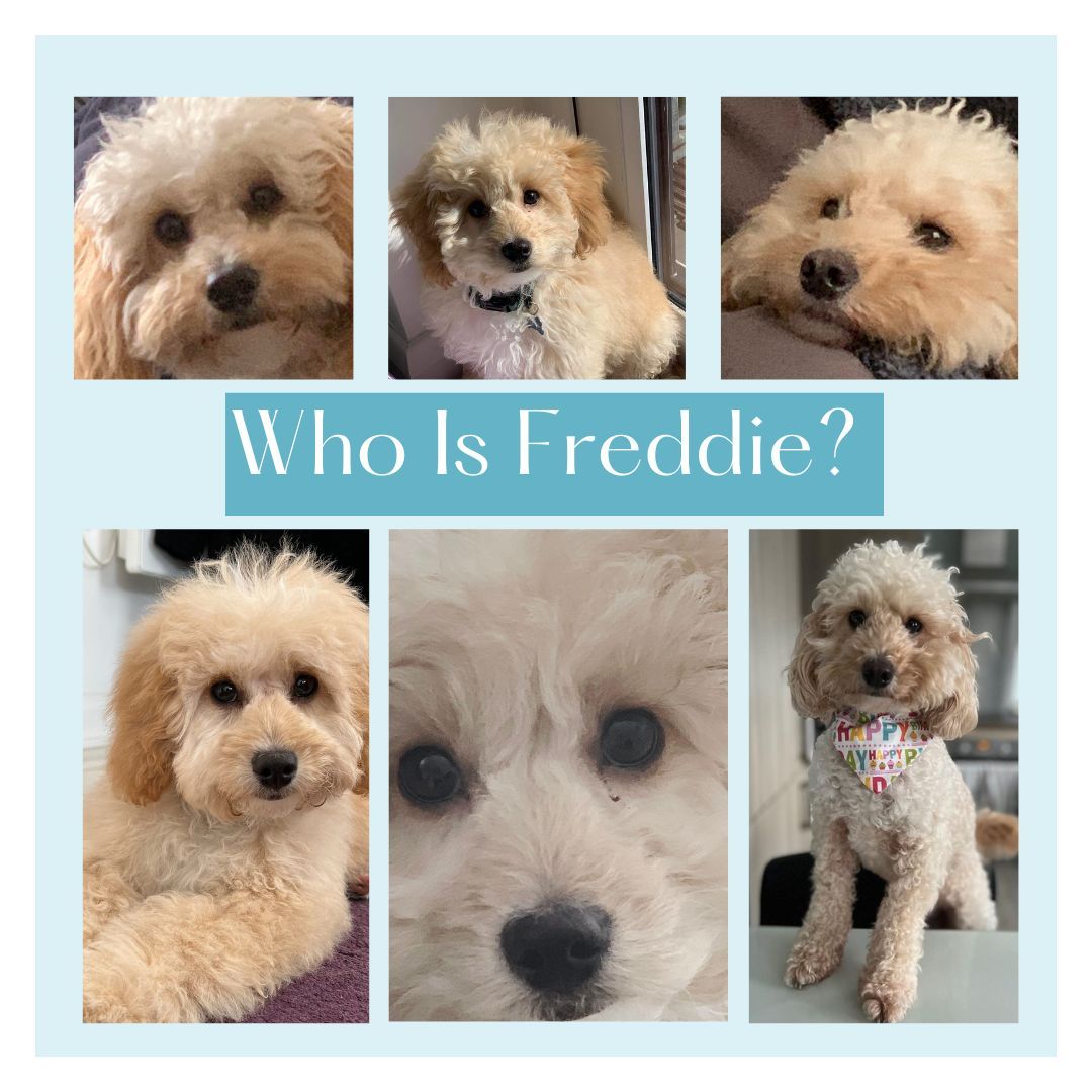 A montage of six images of Freddie a cockerpoo. In a teal rectangle is the wording Who is Freddie?