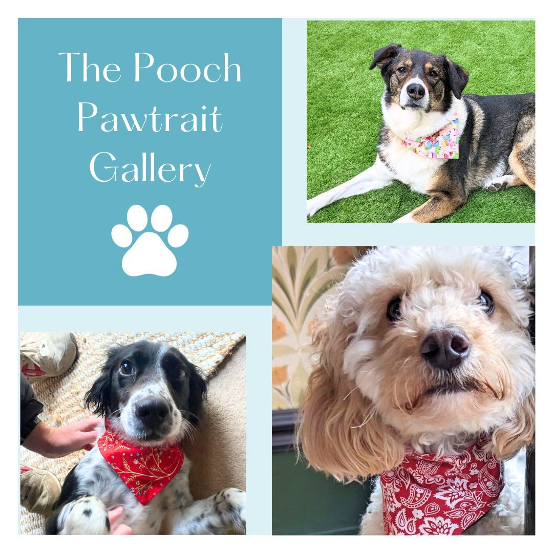 A collage of three dogs wearing  dog bandanas, along with the title The Pooch Portrait Gallery. The word portrait is spelt with the word paw in  it, as in a dog's foot.