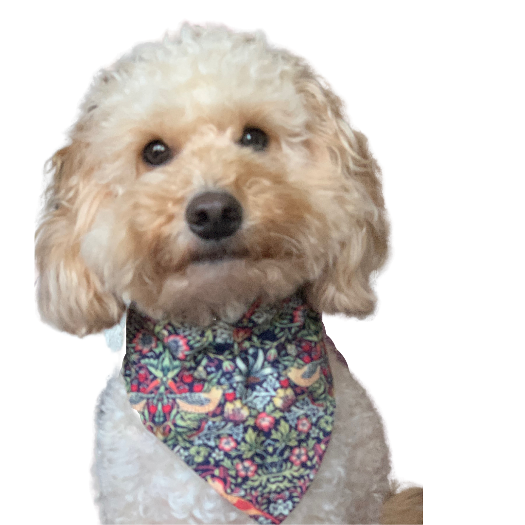 Headshot of Freddie the cockapoo wearing a bbandana in the William Morris design, Strawberry Thief.  He is looking directly at the camera