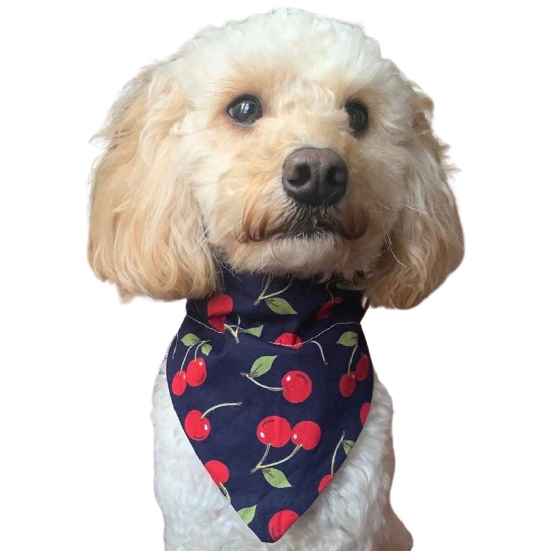 Freddie a cockerpoo is wearing a dog bandana handmade by Pawdrobe HQ with a cherry design.