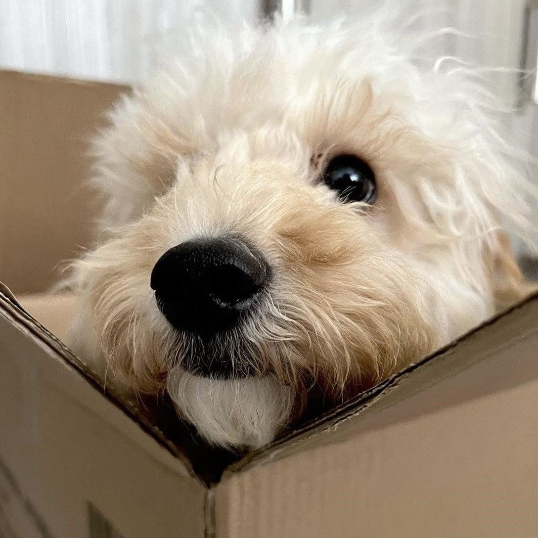 Headshot of Freddie the cockapoo peering out from a  brown cardboard box in which he's sitting