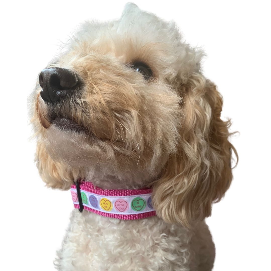 freddie in Love Hearts Collar pink