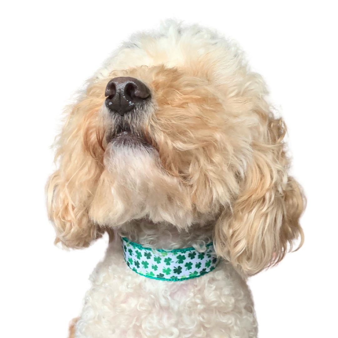 Freddie -collar - shamrocks 2.jpg