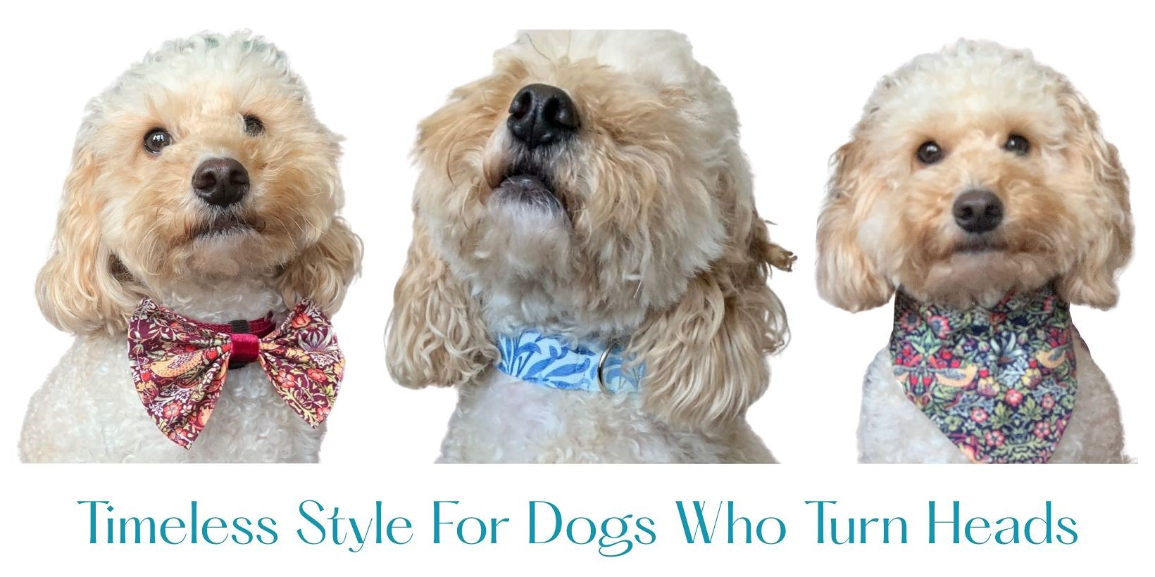 Pawdrobe HQ banner 1640 x 924 timeless style with clipped bottom to 820.jpg
