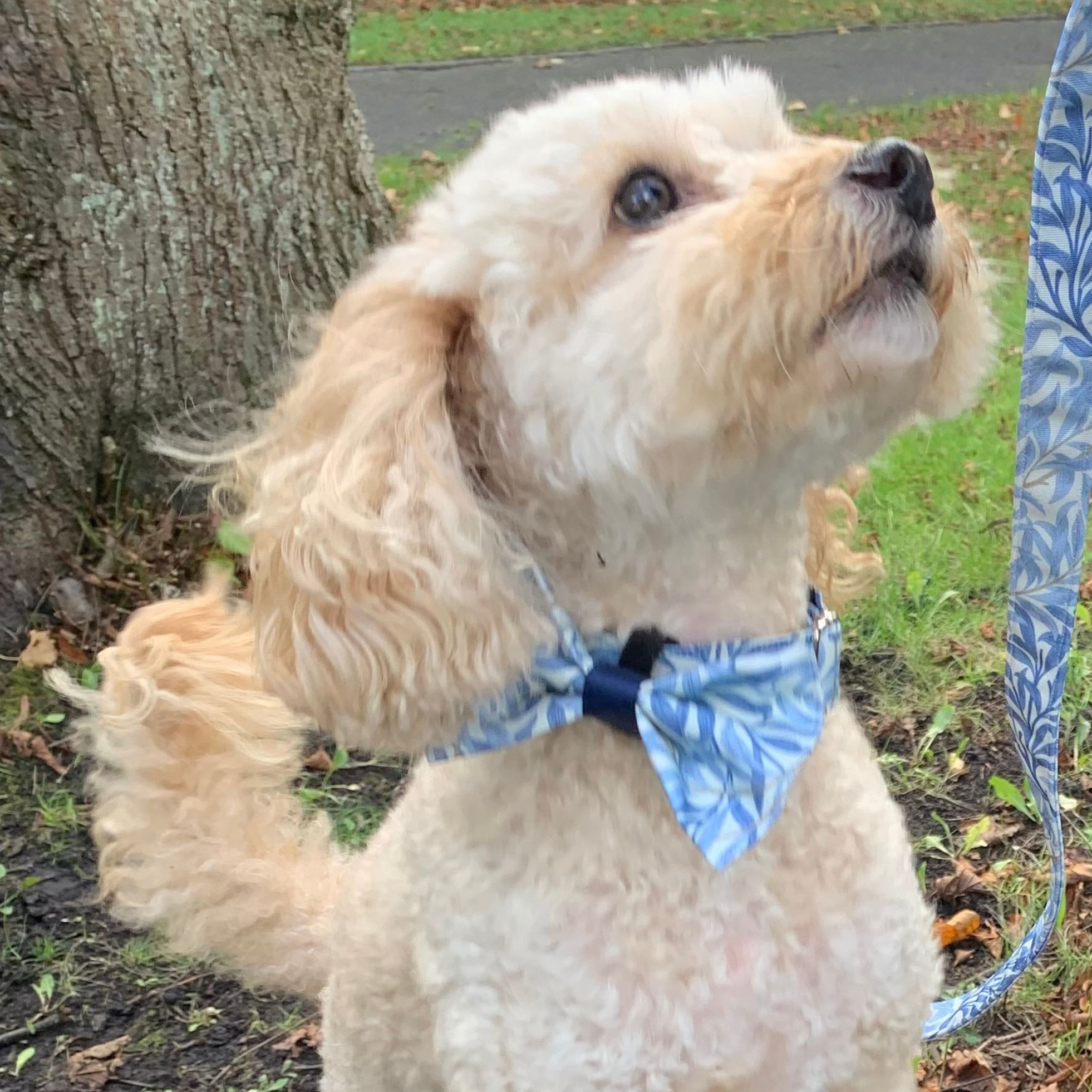 Freddie a cockerpoo is wearing a handmade bow tie by Pawdrobe HQ which has cats on it
