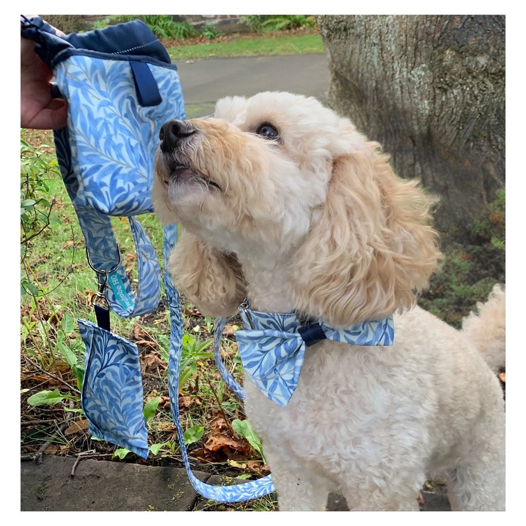 Cockapoo with 5 piece Willow Bough Dog Accessory  Gift Set in sea breeze