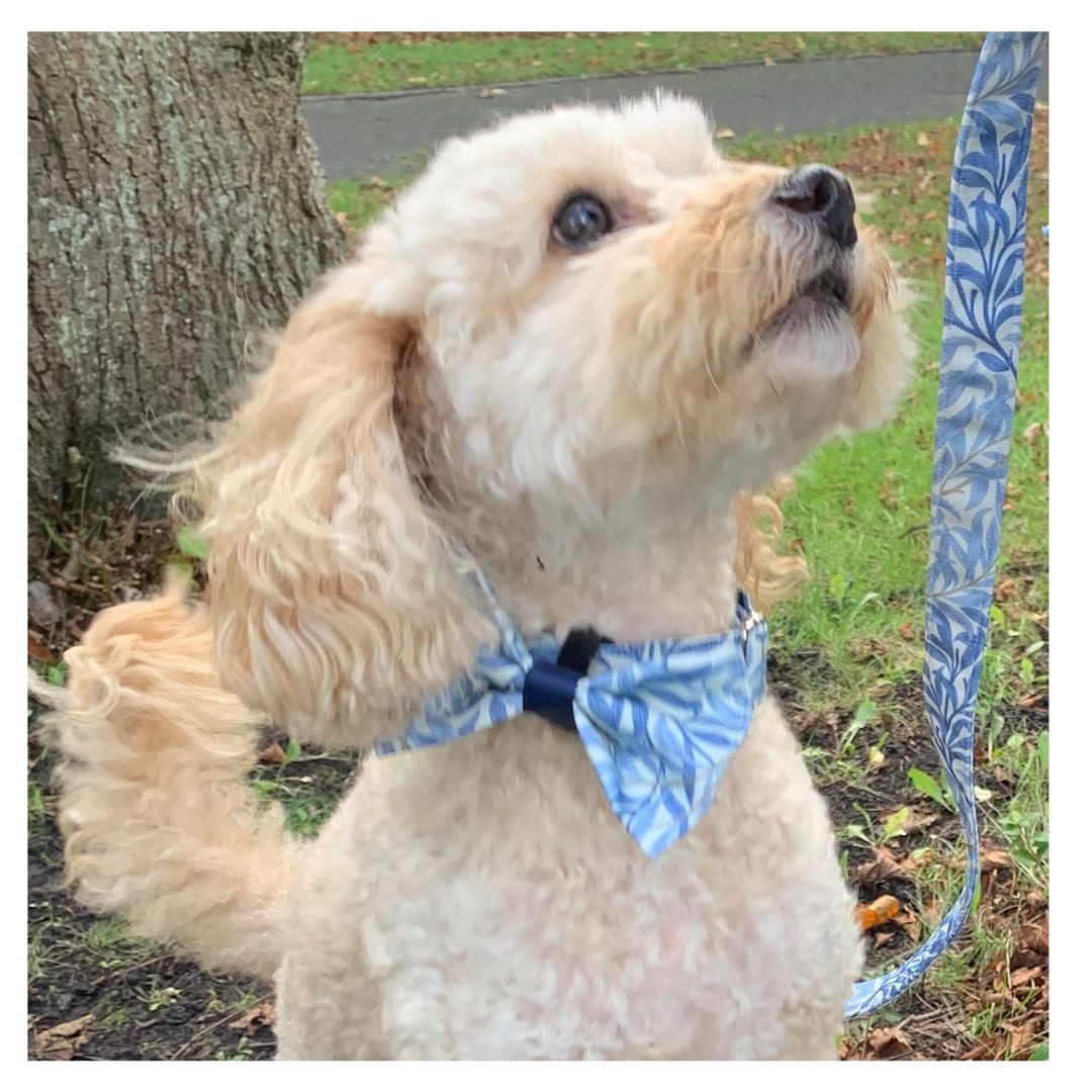 Cockapoo wearing a William Morris Willow Bough design collar and lead in  sea breeze.