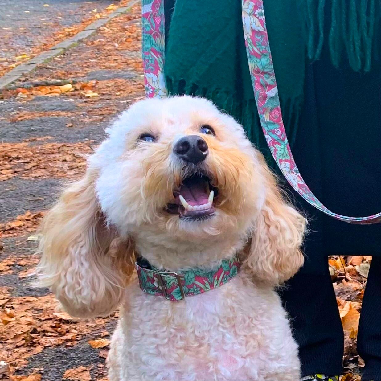 Freddie the cockerpoo is sitting in front of a door and looking straight at the camera