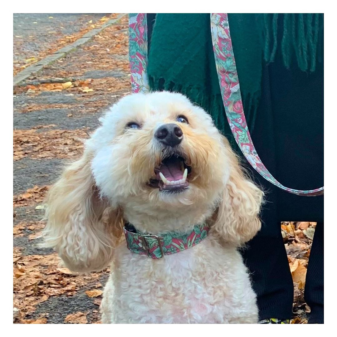 Cockapoo wearing a William Morris collar and lead in crimson Strawberry Thief design. Stylish dog accessories UK. Luxury dog walking accessories.