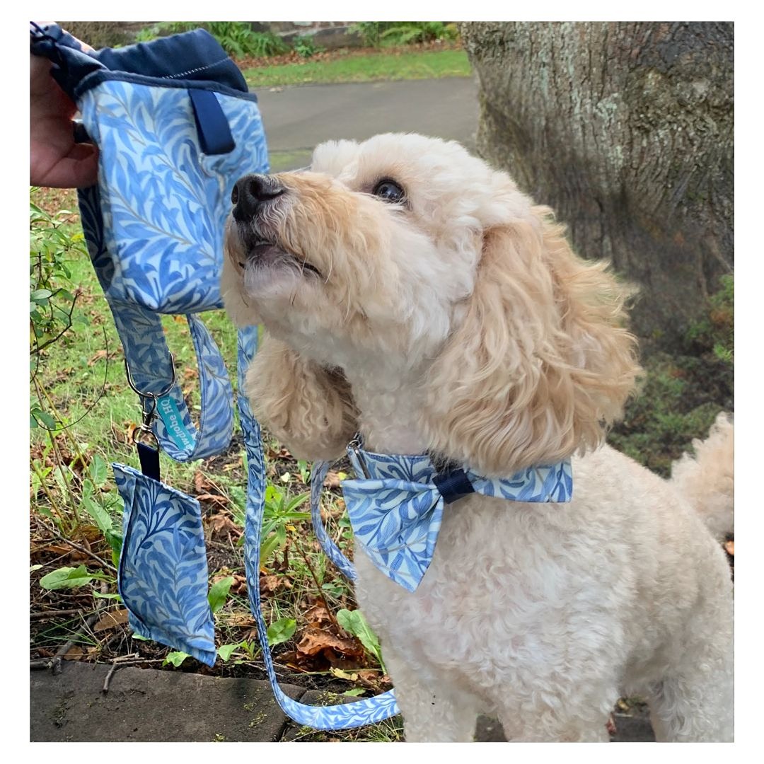 Cockapoo with 5 piece Willow Bough Dog Accessory  Gift Set in sea breeze. Stylish dog accessories UK. Luxury dog walking accessories.
