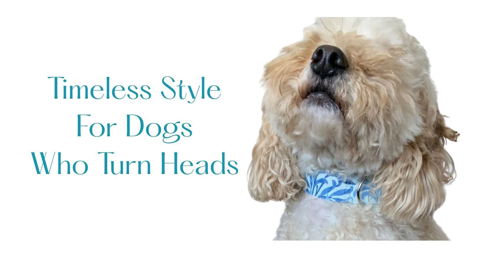 Timeless style for dogs who turn heads (a).jpg
