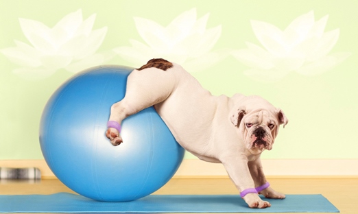 pilates-bull-dog-gallery