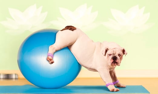 pilates-bull-dog-gallery