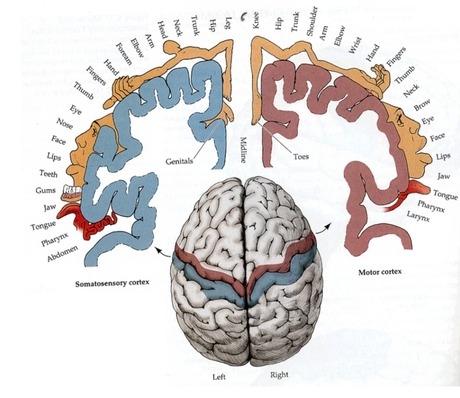 Himunculus Brain Pic