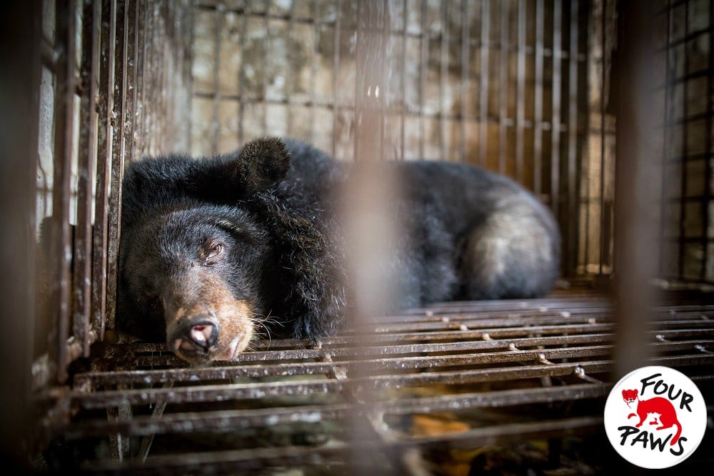 Add your voice to this petition to stop bear farming in Vietnam now