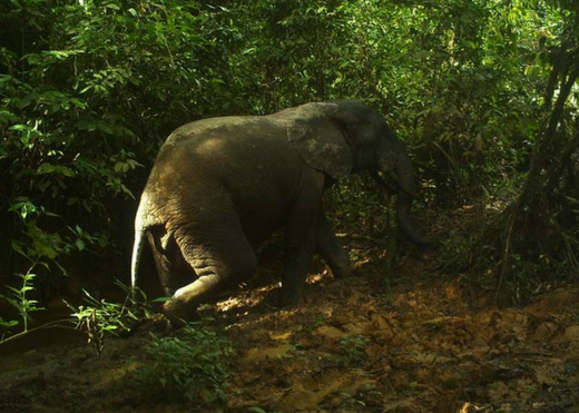 Forest elephants captured via camera traps in Sapo National Park. Credit: FFI/FDA.