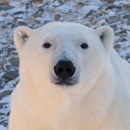 Adopt a polar bear from Born Free today