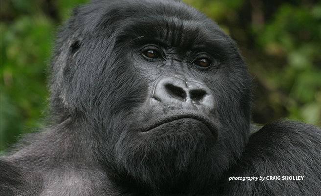 The Mountain Gorilla needs more habitat to thrive