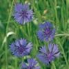 Plant your own cornflower seeds