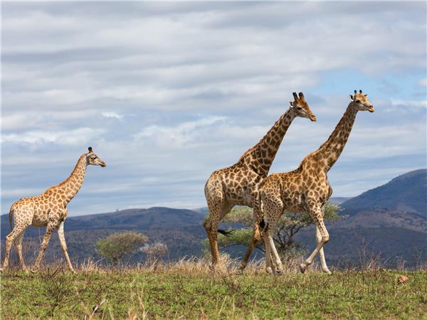Click here for wildlife holiday ideas in Kenya listed on Responsible Travel