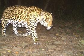 The protected area is vital jaguar habitat