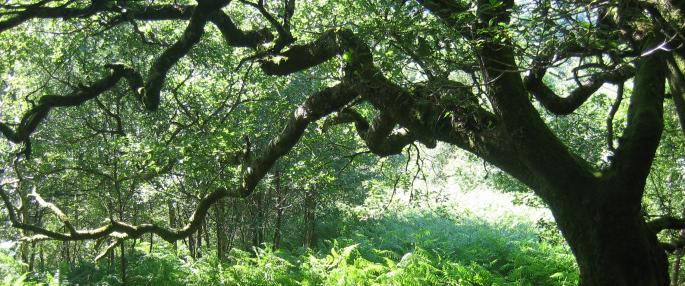 Find your local branch of the North Wales Wildlife Trust here