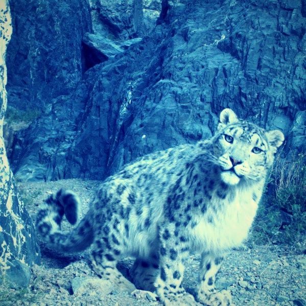 Adopt a Snow Leopard