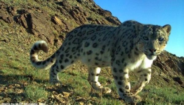 The Snow Leopard Trust works to protect this endangered cat through community-based conservation projects