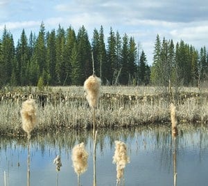 Help conserve land in British Columbia, Canada