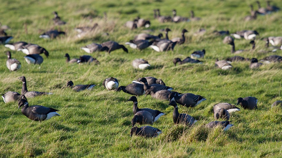 The area is home to over-wintering wildfowl such as Brent Geese