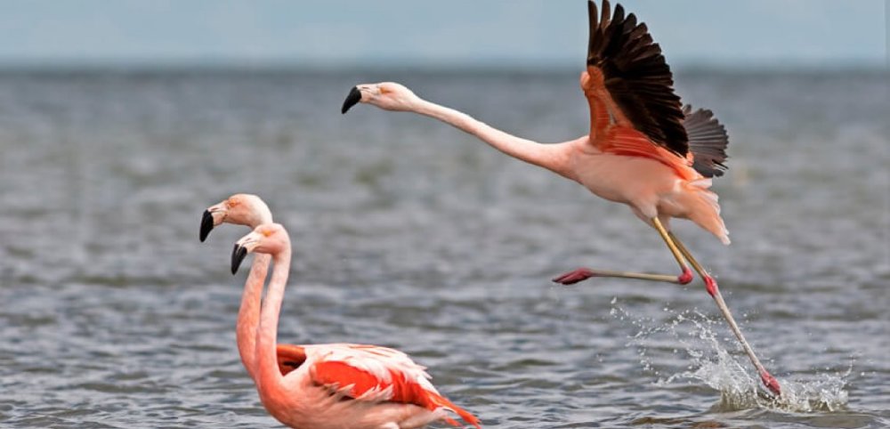 Mar Chiquita is home to about 318,000 Chilean flamingos