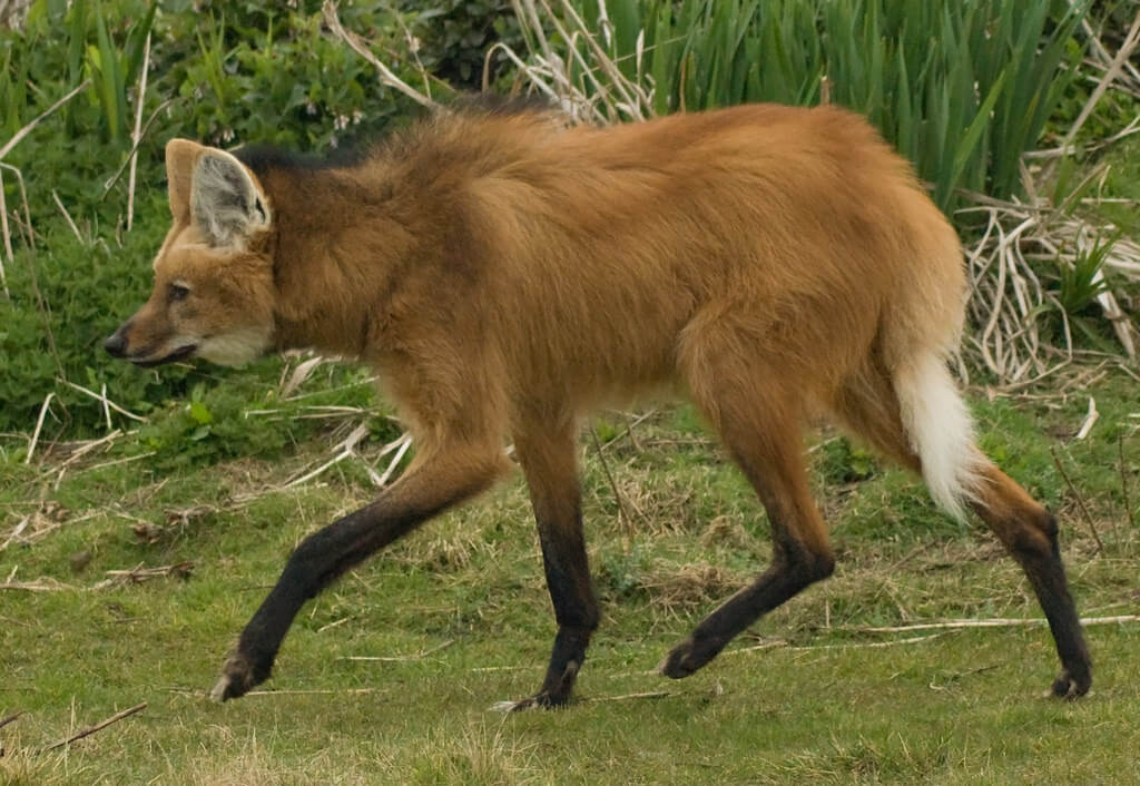 This is a Maned Wolf - they are also known as the fox on stilts!  