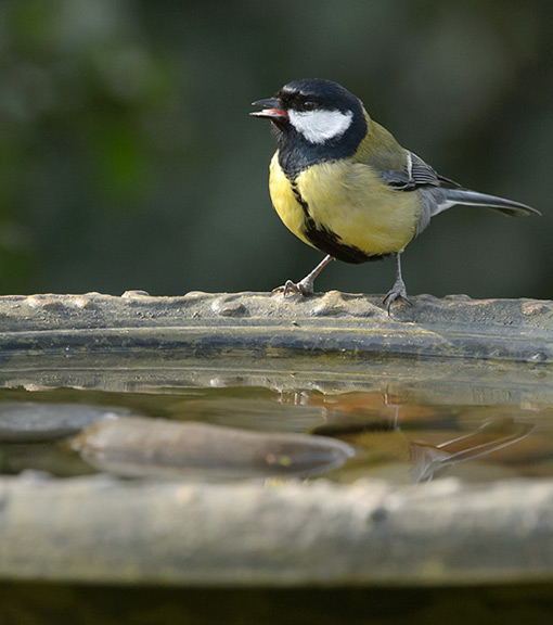 It's so enjoyable watching our feathered friends take a drink or have a bath