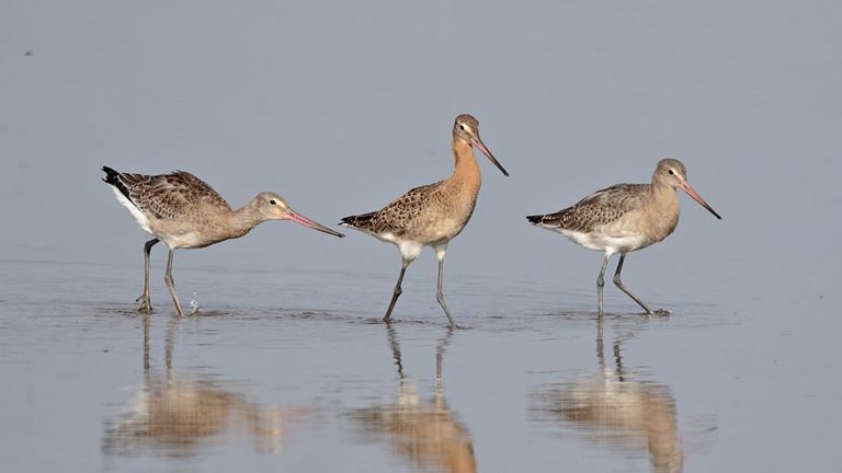 The Dee Estuary is bursting with wildlife