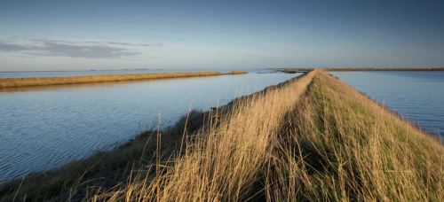 Find out more about the RSPB's Wallasea Island Wild Coast Project