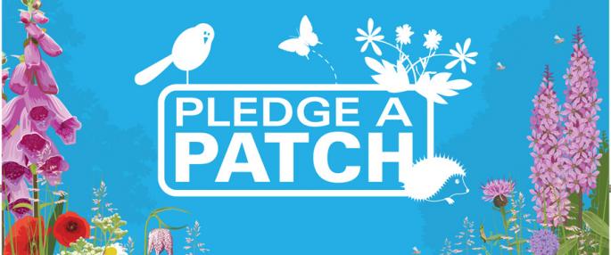 Worcestershire Wildlife Trust are asking people to pledge a patch for wildlife