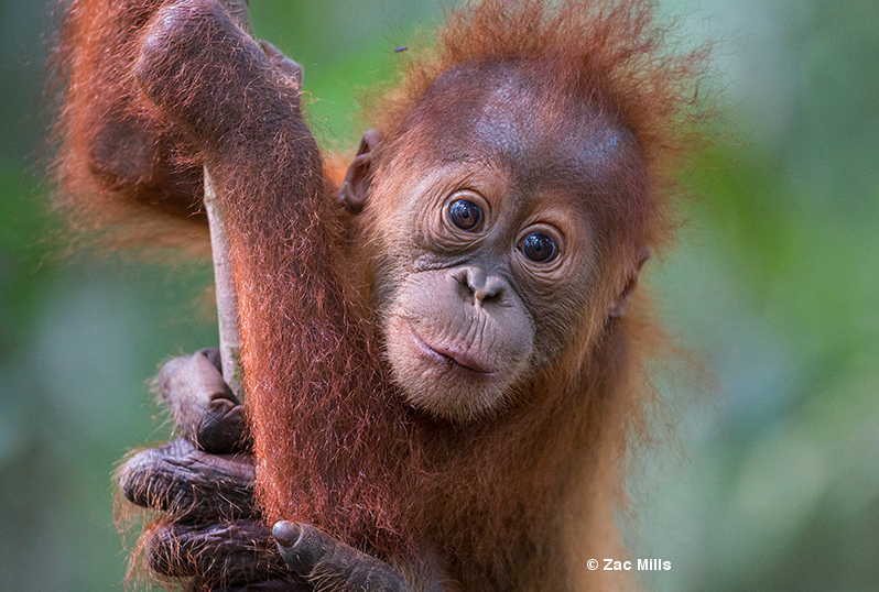 Help create a new forest orangutans - click here to donate 