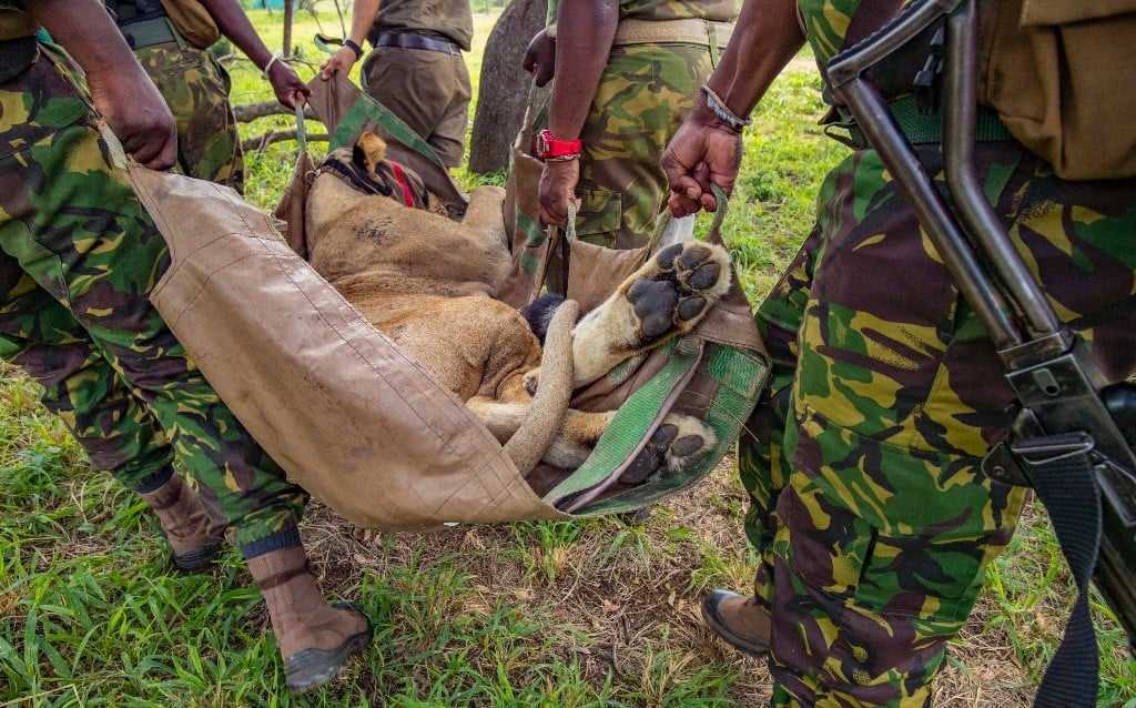 Lions return to the Liwonde National Park