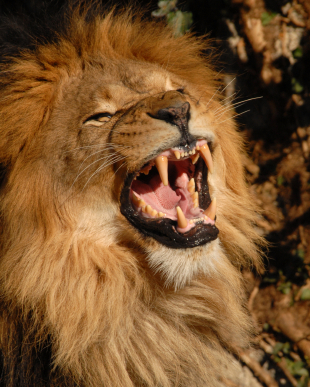 Roar for wildlife and make lifestyle choices to help