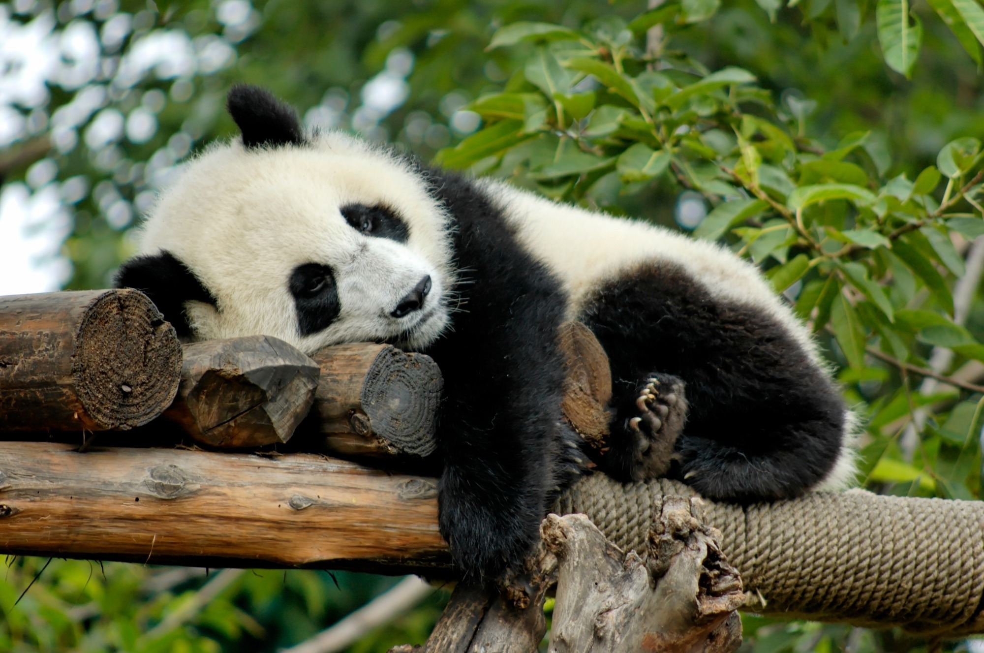 Conservation has already made a difference to pandas