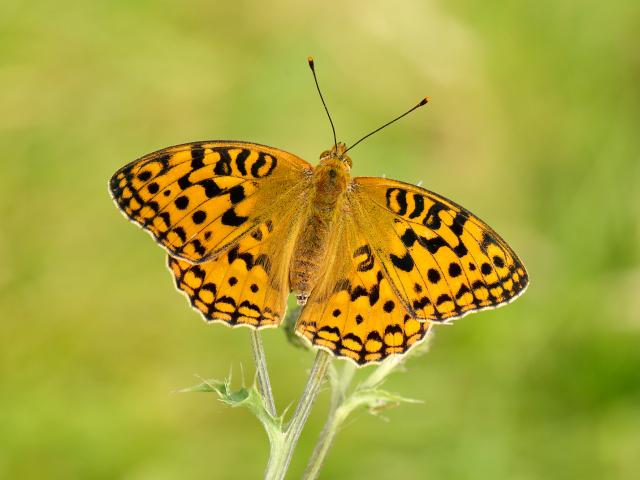 Help the High Brown Fritilliary