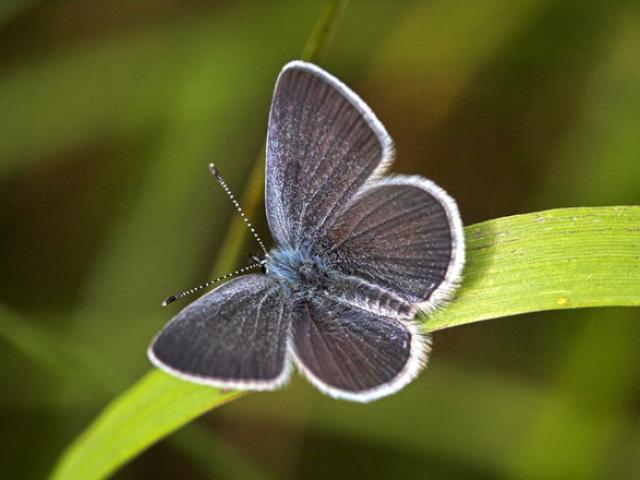 Conservation efforts to help the Small Blue have been successful 