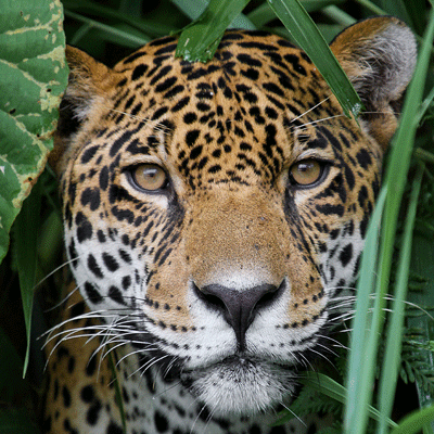 Score a goal for jaguar conservation and donate to this appeal